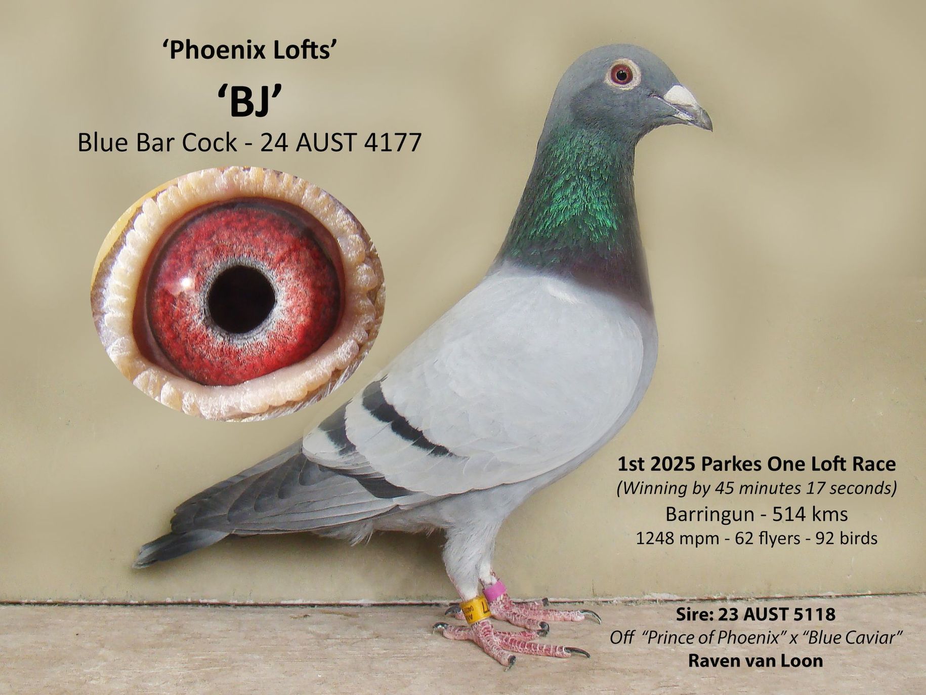 'BJ' Blue Bar Cock 24 AUST 4177