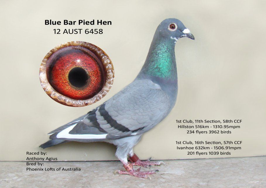 Blue Bar Pied Hen 2012 AUST 6458