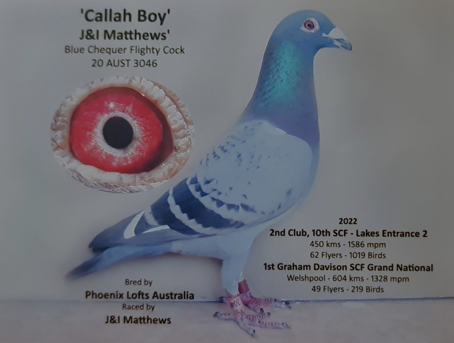 CCF Young Bird Derby National Winner 2023