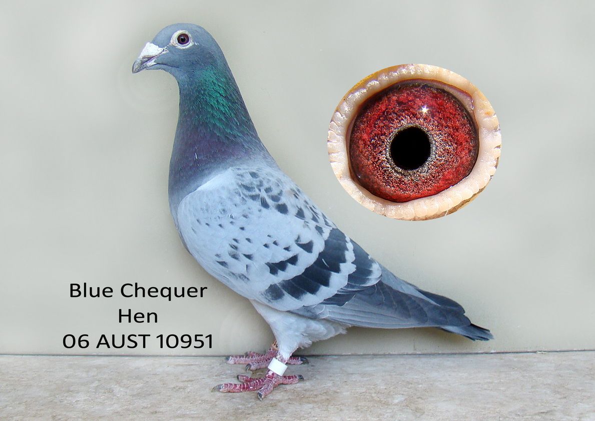Raven Van Loon